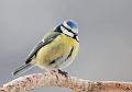 Blåmeis - European blue tit (Cyanistes caeruleus)